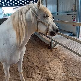 Cavallo francese carmague