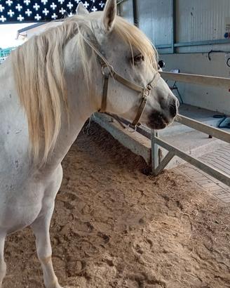 Cavallo francese carmague