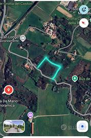 Terreno boschivo pronto dal taglio ???