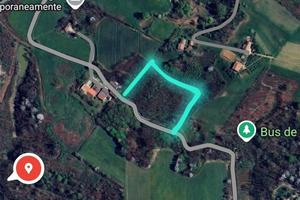 Terreno boschivo pronto dal taglio ???