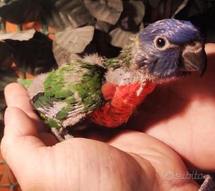 Pullo di Lori Arcobaleno