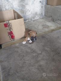 Cucciolo Staffy