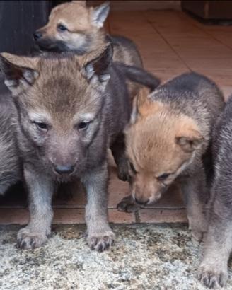 Cuccioli maschi lupo cecoslovacco
