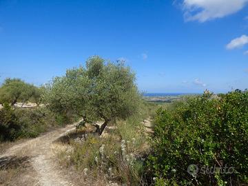 Campagna con 140 alberi di ulivo