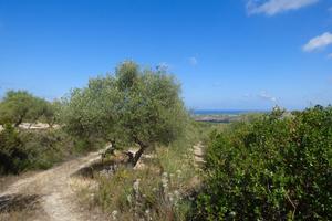 Campagna con 140 alberi di ulivo