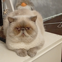 Accoppiamento Exotic Shorthair