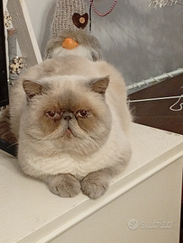 Accoppiamento Exotic Shorthair