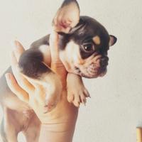 Bulldog francese maschio