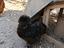 Immagine 4