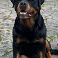 ROTTWEILER accoppiamento