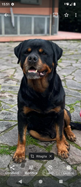 ROTTWEILER accoppiamento