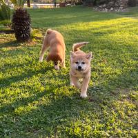 Akita inu