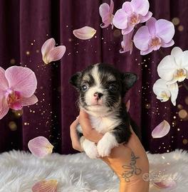 Chihuahua maschio ENCI