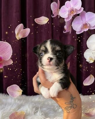 Chihuahua maschio ENCI