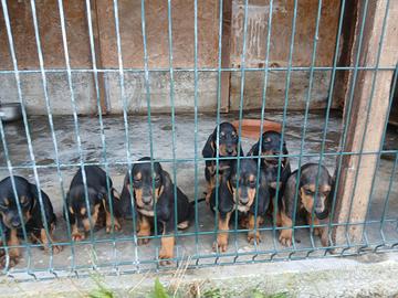 Cuccioli Bruno del Giura