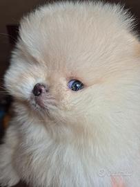Spitz di Pomerania maschio