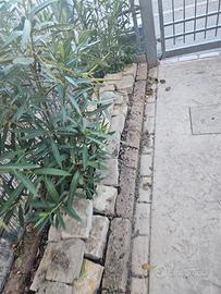 Lotto Blocchetti Pietra bianca per Bordatura 