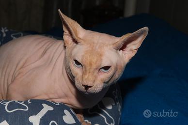 Gatto sphynx