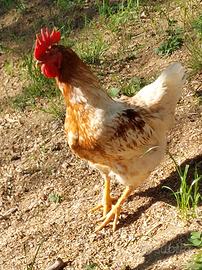 Gallo marans splash