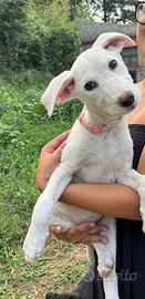 Camilla, cucciola bianca in ADOZIONE