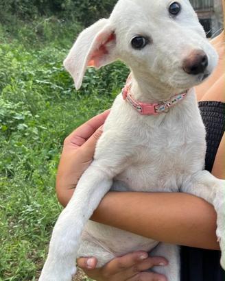 Camilla, cucciola bianca in ADOZIONE