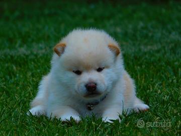 Stupendi cuccioli di Shiba Inu
