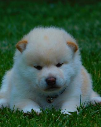 Stupendi cuccioli di Shiba Inu