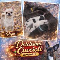 Cuccioli di chihuahua