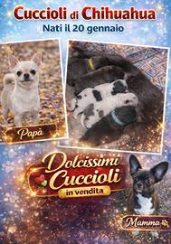 Cuccioli di chihuahua