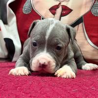Pitbull ukc