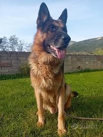 Pastore tedesco maschio per accoppiamento