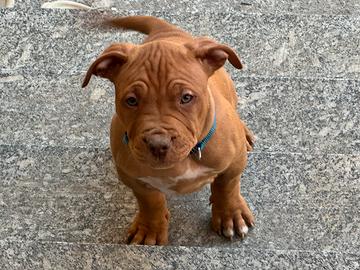 Pit bull