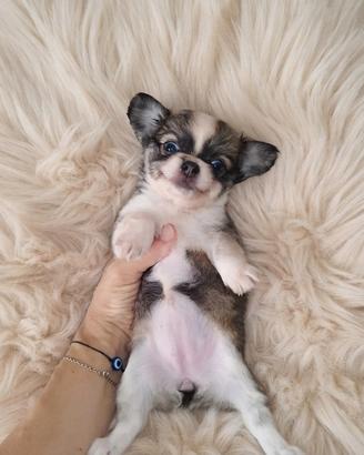 Chihuahua Toy pelo lungo blu fawn e bianco