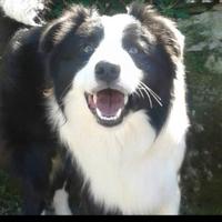 Border collie per accoppiamento