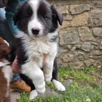 Cuccioli Border Collie