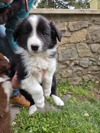 Cuccioli Border Collie