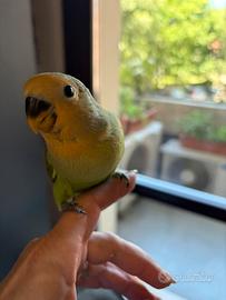 Inseparabile allevato a mano