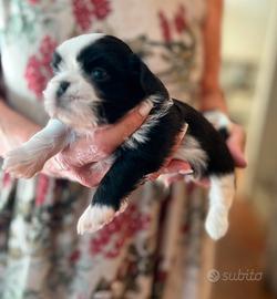 Cucciolo Shitzu maschio (Rufus Shih Tzu)
