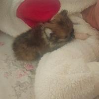 Pomchi