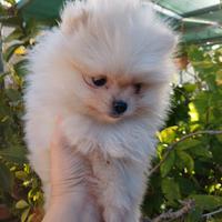 Cucciola spitz Pomerania toy
