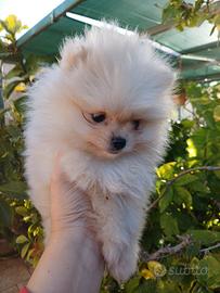 Cucciola spitz Pomerania toy