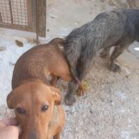 Cani da caccia