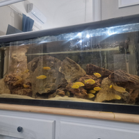 Ciclidi malawi e acquario