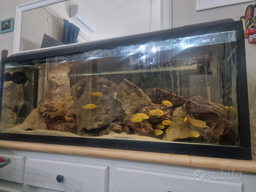 Ciclidi malawi e acquario