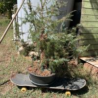 Prebonsai di Ginepro Vari in blocco