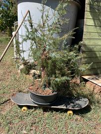 Prebonsai di Ginepro Vari in blocco
