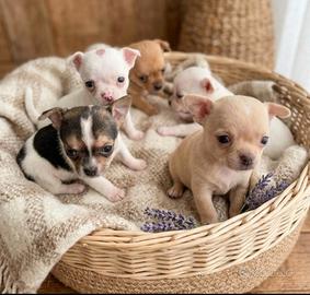 Chihuahua mini toy small