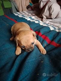 Cuccioli piccola taglia