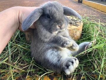 Coniglietti nani ariete minilop