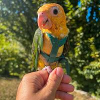 Caicco a testa gialla allevato a mano